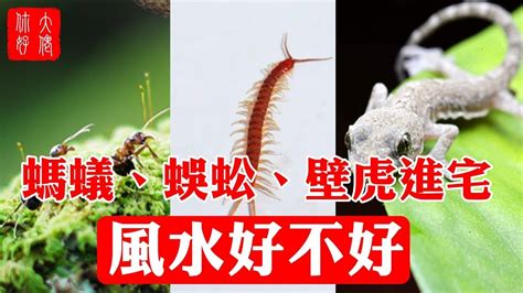 壁虎叫風水|在風水學中：家裡進壁虎是什麼寓意？4種預兆要「小心」了